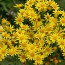 Séneçon de Jacob/Herbes de St Jacques